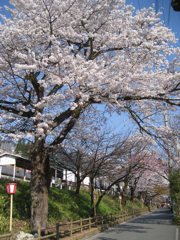 下呂駅周辺の桜　(飛騨美濃さくら33選)