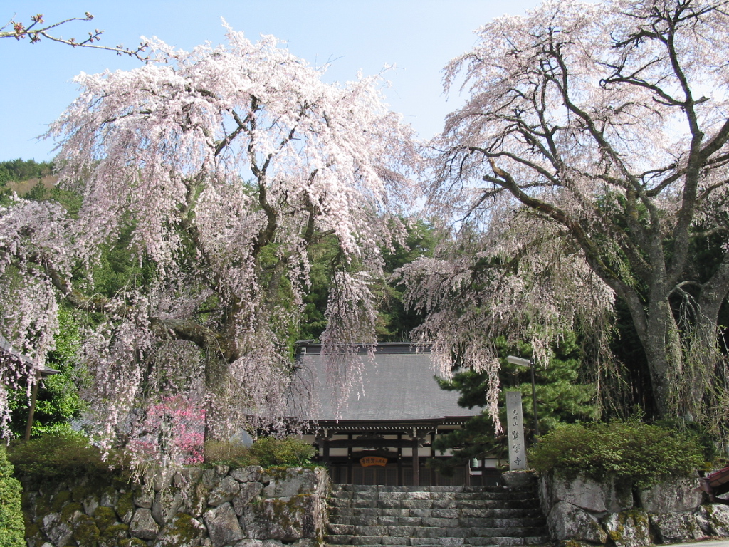賢誓寺の桜