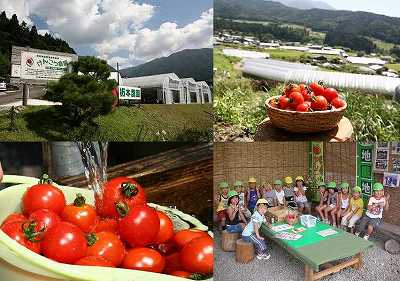 杤本農園のトマト狩り