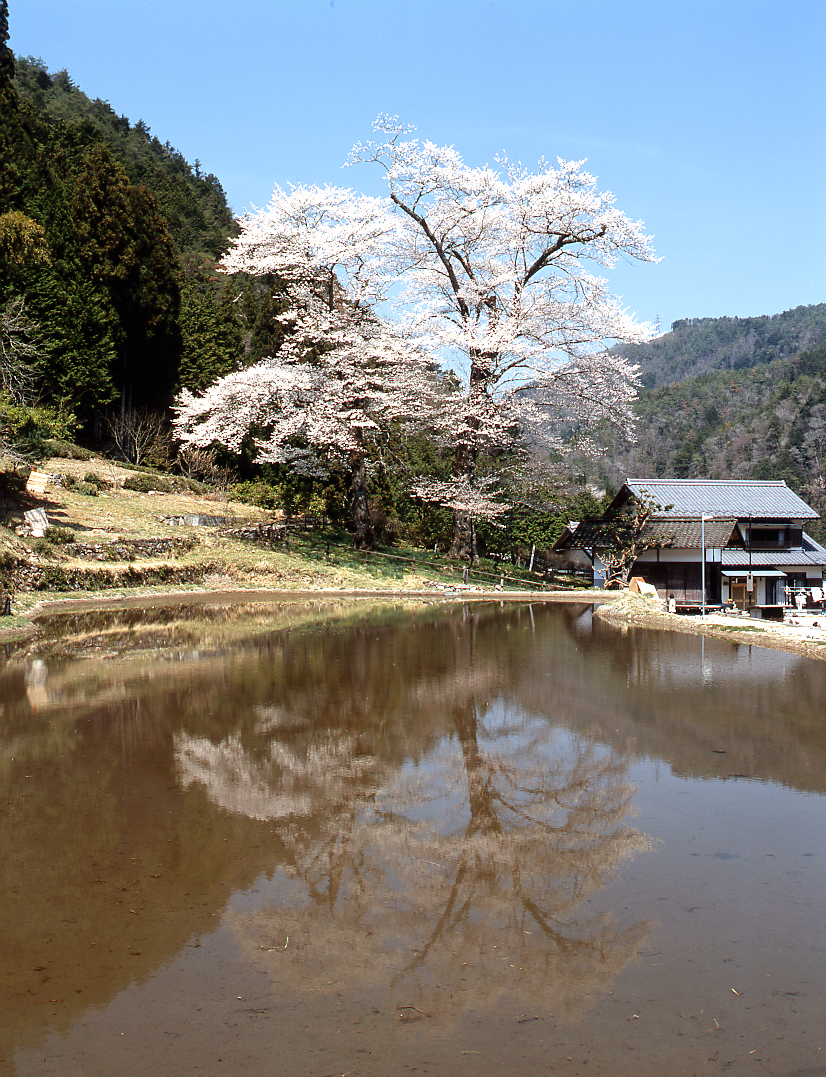 苗代桜　(飛騨美濃さくら33選)