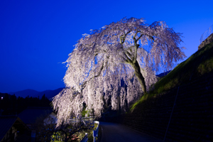 四美のしだれ桜