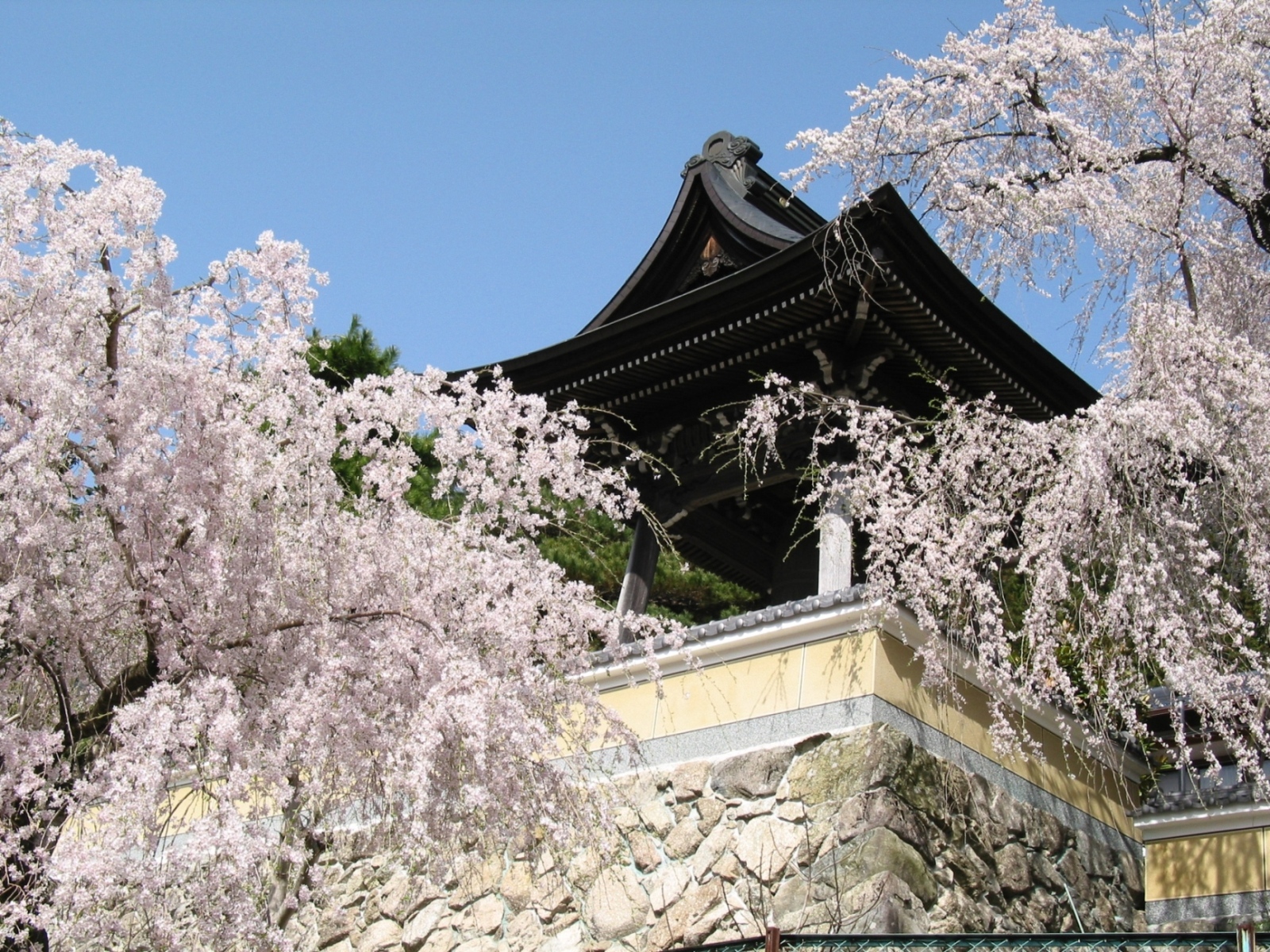 浄福寺のしだれ桜　(飛騨美濃さくら33選)