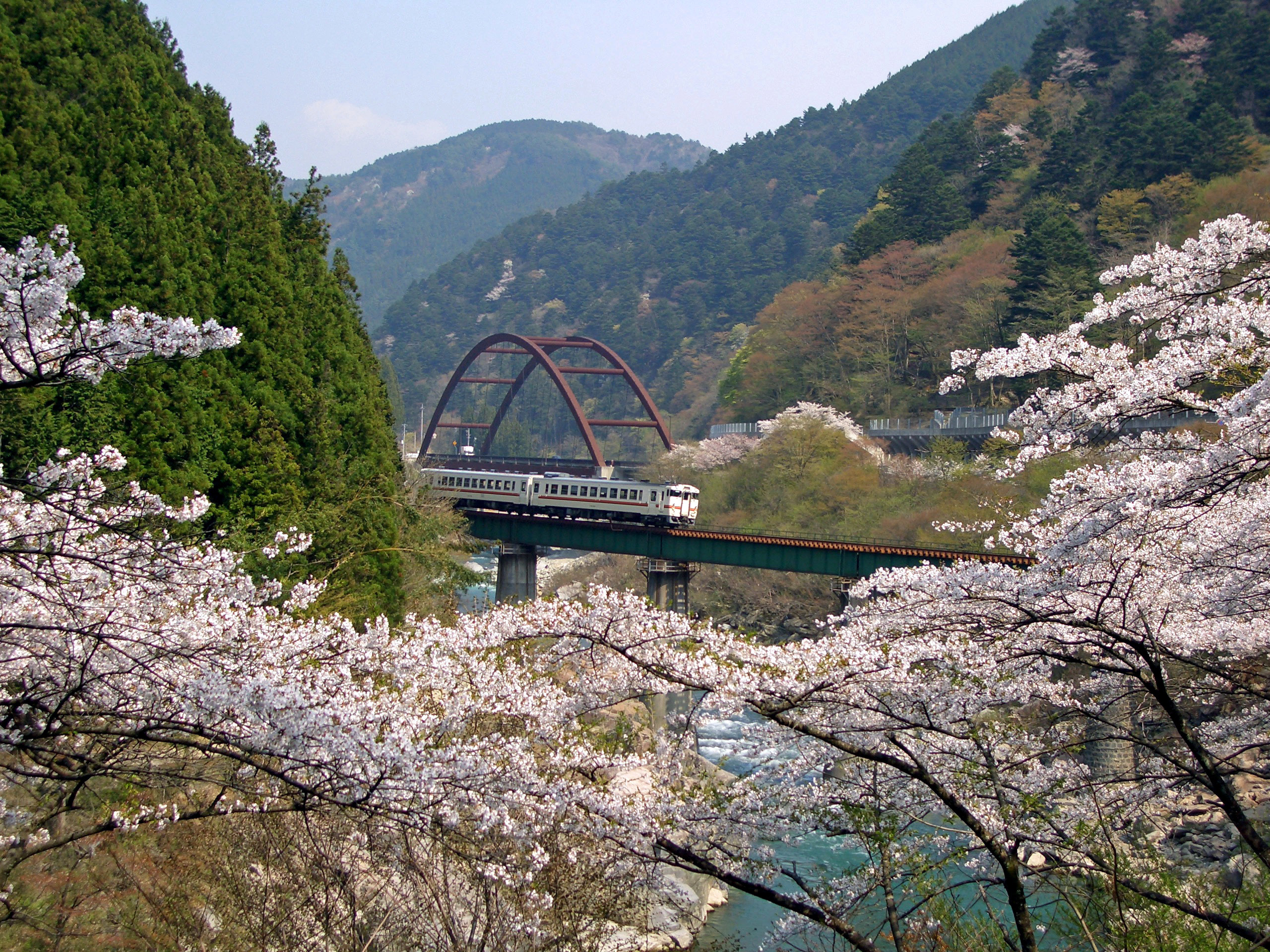 中山七里の桜