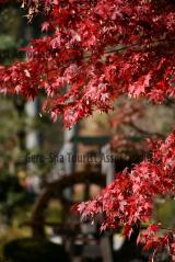 下呂温泉 合掌村23