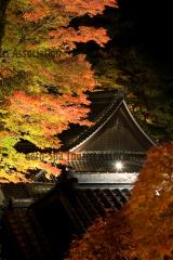 温泉寺(紅葉ライトアップ)7