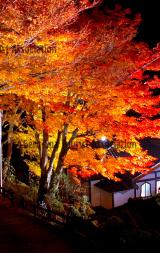 温泉寺(紅葉ライトアップ)8
