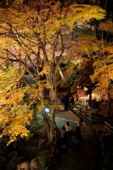 温泉寺(紅葉ライトアップ)11