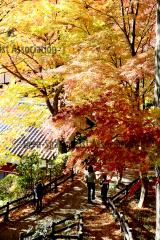 温泉寺(紅葉ライトアップ)13