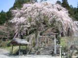 森山神社のしだれ桜2