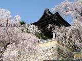 浄福寺のしだれ桜2