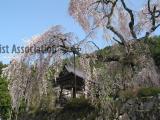 森山神社のしだれ桜3