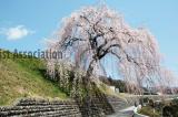 四美・岩太郎のしだれ桜2