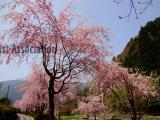 雨情公園のしだれ桜