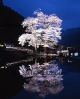 苗代桜(ライトアップ)