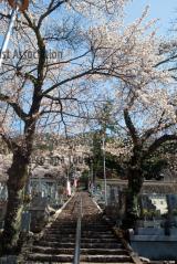 温泉寺の桜