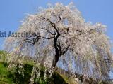 四美・岩太郎のしだれ桜1
