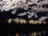 大船渡の桜並木(ライトアップ)