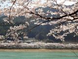 八坂湖畔の桜