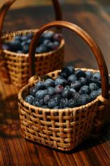 ブルーベリー狩り・田上農園2