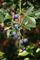 ブルーベリー狩り・田上農園5