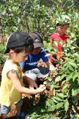 ブルーベリー狩り・田上農園8