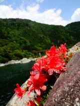 岩つつじ(中山七里)