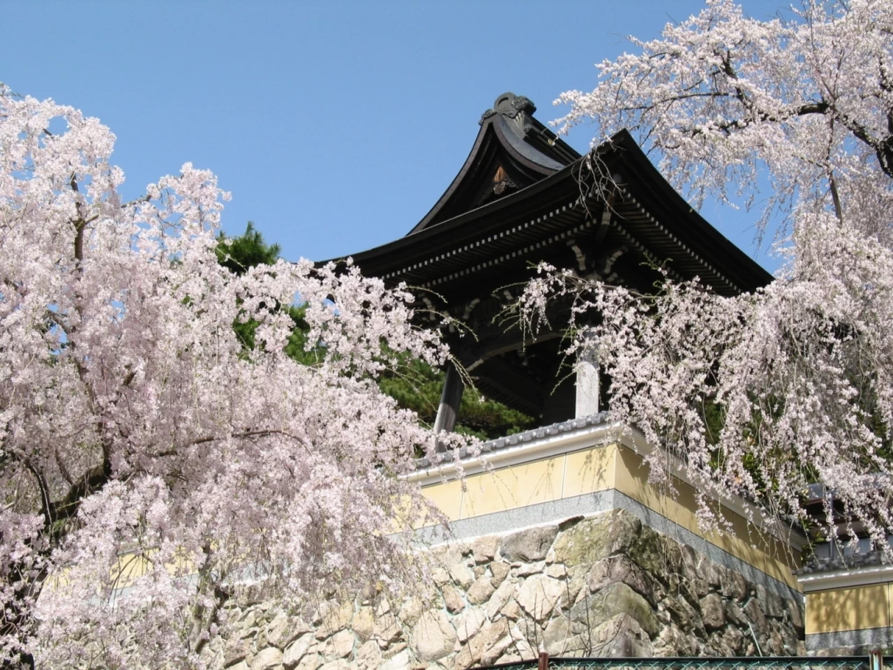 浄福寺のしだれ桜 じょうふくじのしだれさくら