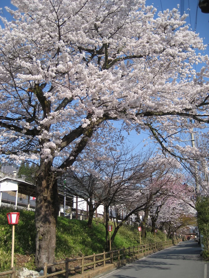 下呂駅周辺の桜 げろえきしゅうへんのさくら